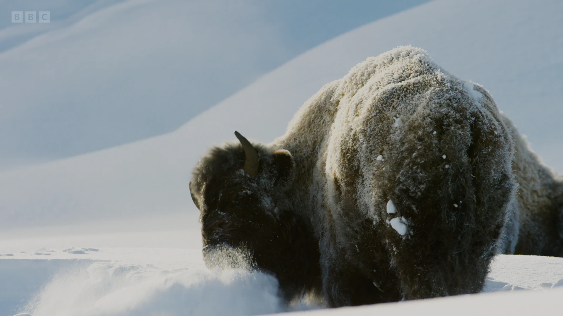 Plains bison (Bison bison bison) as shown in Planet Earth II - Grasslands